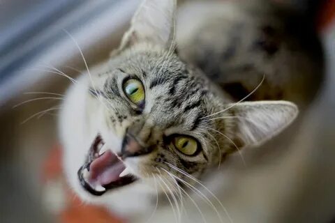Расшифровка коте