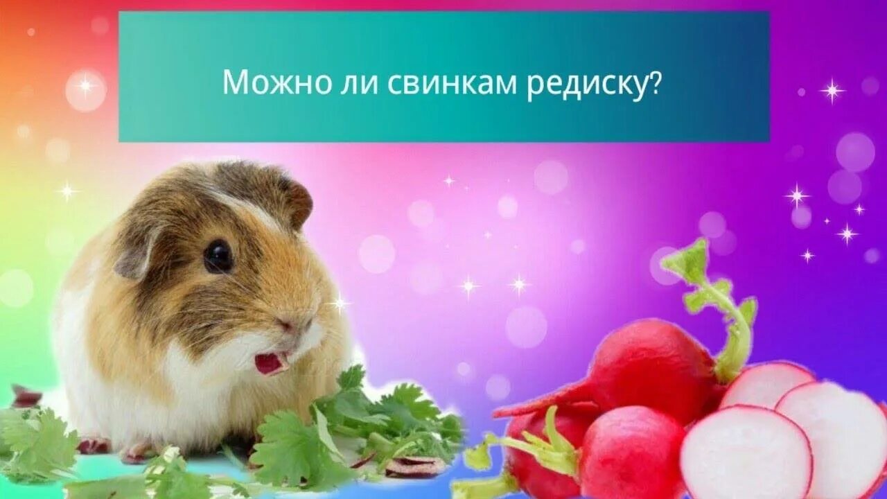 Можно ли хомякам редиску