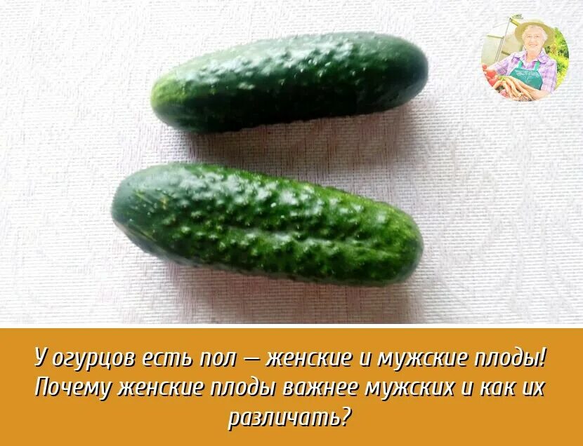 Надкушенный огурец. Съешь пол огурца. Пол огурца. Огурец порезанный. Половина огурца.