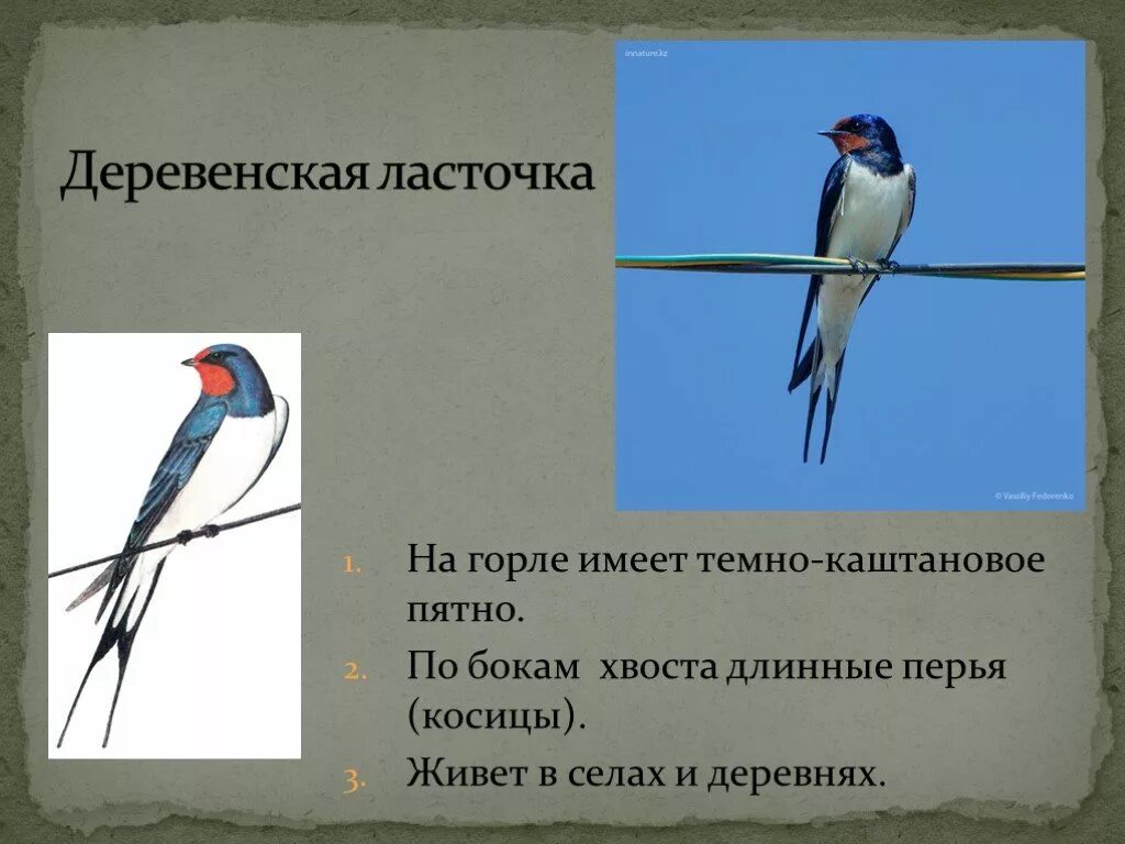 Изящную птицу ласточку называют символом весны. Ласточка. Деревенская Ласточка. Деревенская Ласточка Ласточка.. Хвост деревенской ласточки.