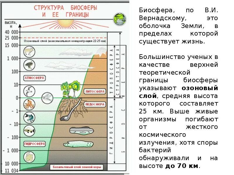 Таблица структура биосферы и ее границы. Биосфера границы биосферы компоненты биосферы. Структура и границы биосферы схема. Состав строение и границы биосферы. Что делает биосфера