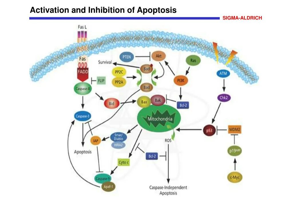 Внешний апоптоз. Внешний путь апоптоза механизмы. Схема апоптоза клетки схема на русском. Апоптоз митохондрий. Содержит ферменты осуществляющие апоптоз