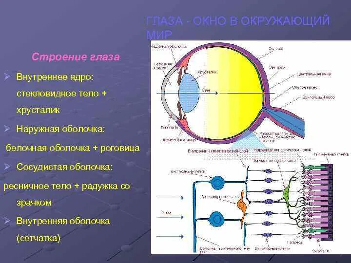 Роговица зрительная зона коры мозга стекловидное тело