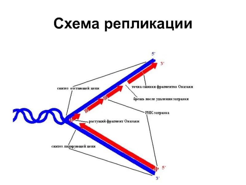 Образование дочерних днк. Схема репликационной вилки ДНК. Схема репликации ДНК вилка. Репликация схема репликативной вилки. Схема репликационной вилки РНК затравки.