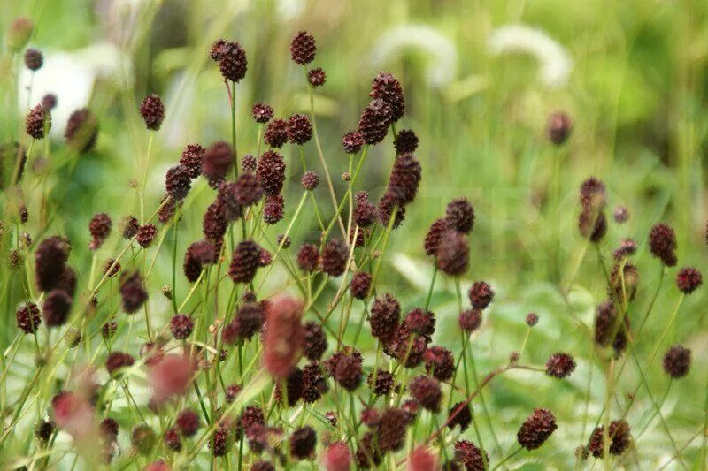 Кровохлебка. Кровохлебка лекарственная (Sanguisorba officinalis `Tanna`). Кровохлебка Chocolate Tip. Кровохлебка Кримсон Квин.