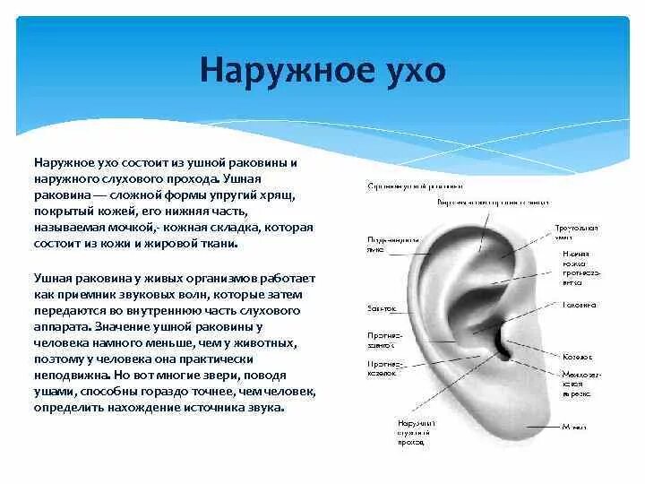 Ушная раковина какой отдел. Строение наружного уха анатомия уха. Строение наружной слуховой раковины. Строение уха человека хрящи. Строение наружного уха хрящ.