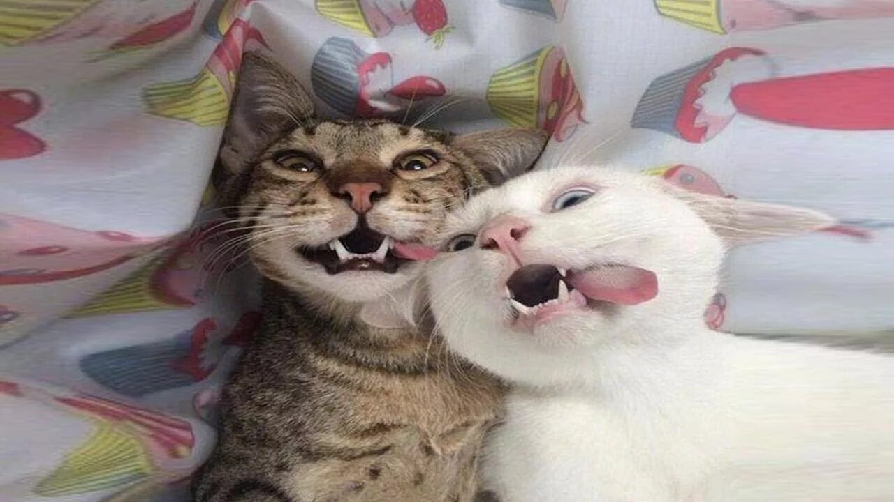 Коты на заборе. Смешные коты. Забавно по другому. Смешные коты и собаки. Кот селфи.