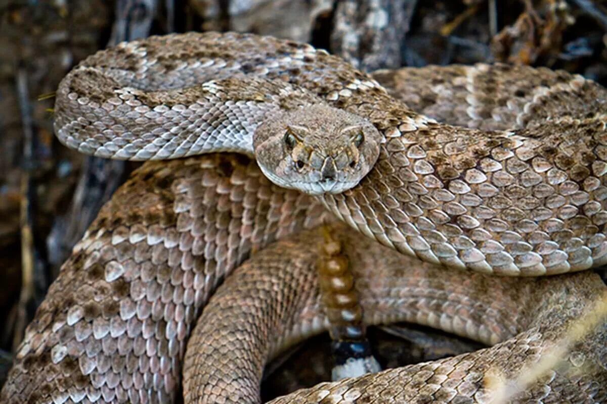 гремучник змея. гремучие змеи северной америки. техасский гремучник. ближайший родственник гремучей змеи. ближайший родственник гремучей змеи.