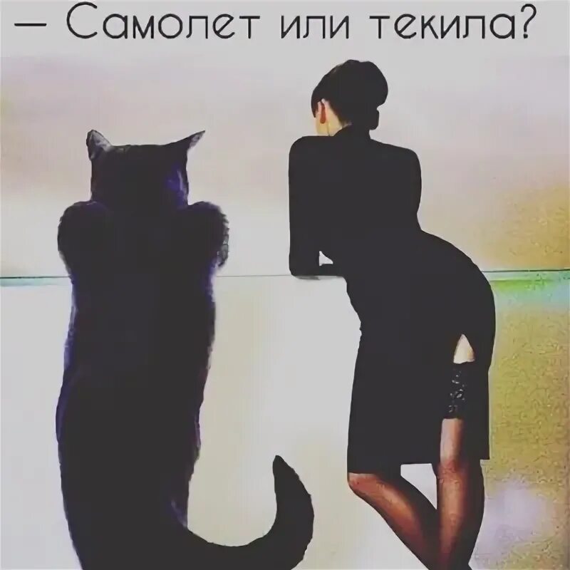 Просто давай улетим. Самолет или коньяк. Улетим коньяк или самолет. Давай улетим самолет или текила. Кот давай улетим.