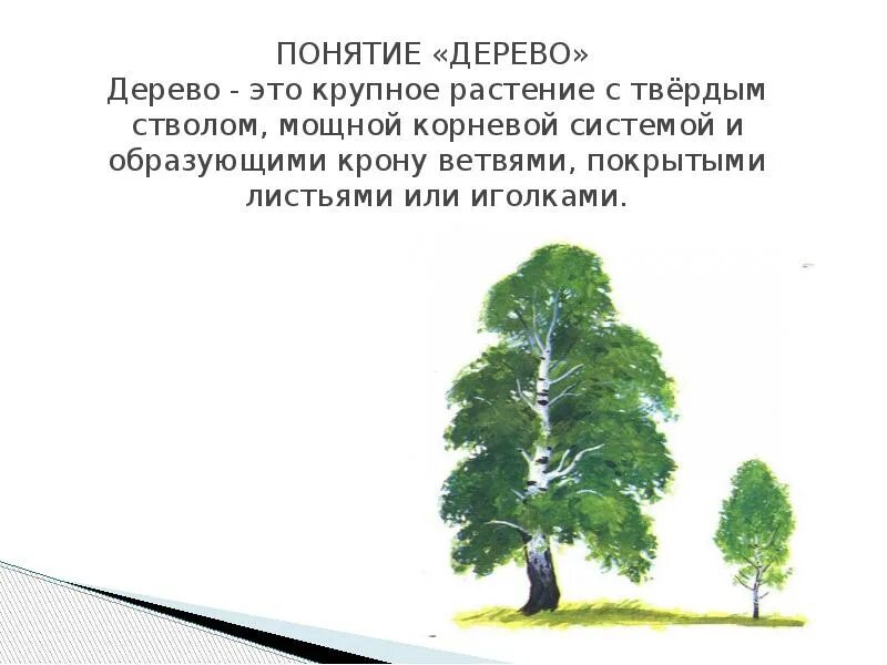 Понятие дерева элементы дерева 8 класс. Понятие дерева элементы дерева 8 класс