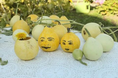 Тыква груша