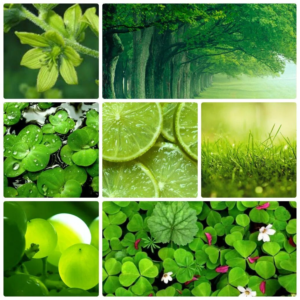 Всегда зеленого цвета. Зеленый цвет в природе. Оттенки зеленого в природе. Красивый зеленый цвет. Салатовые цветы.
