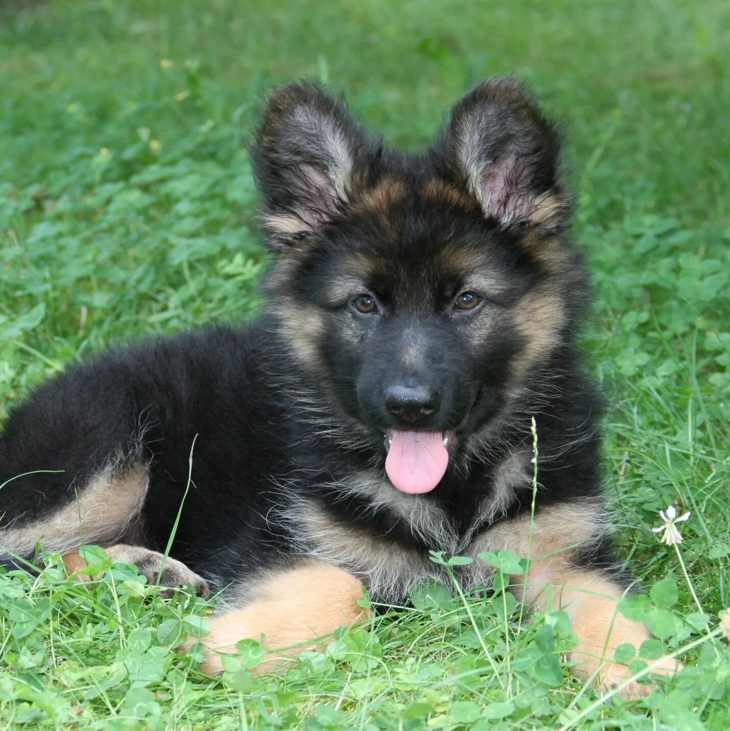 Купить щенка в самарской области. Шилонская овчарка Shiloh Shepherd. Восточно-европейская овчарка длинношерстная. Восточно-европейская овчарка черная длинношерстная. Восточноевропейская овчарка длинношерстная.