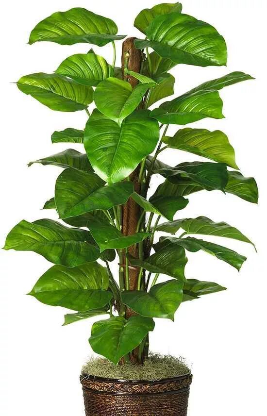 Как рассадить филодендрон. Субстрат ароидные 1 л. Земля для филодендрона. Субстрат цветущие 1л сады аурики х16. Филодендрон тенуа.