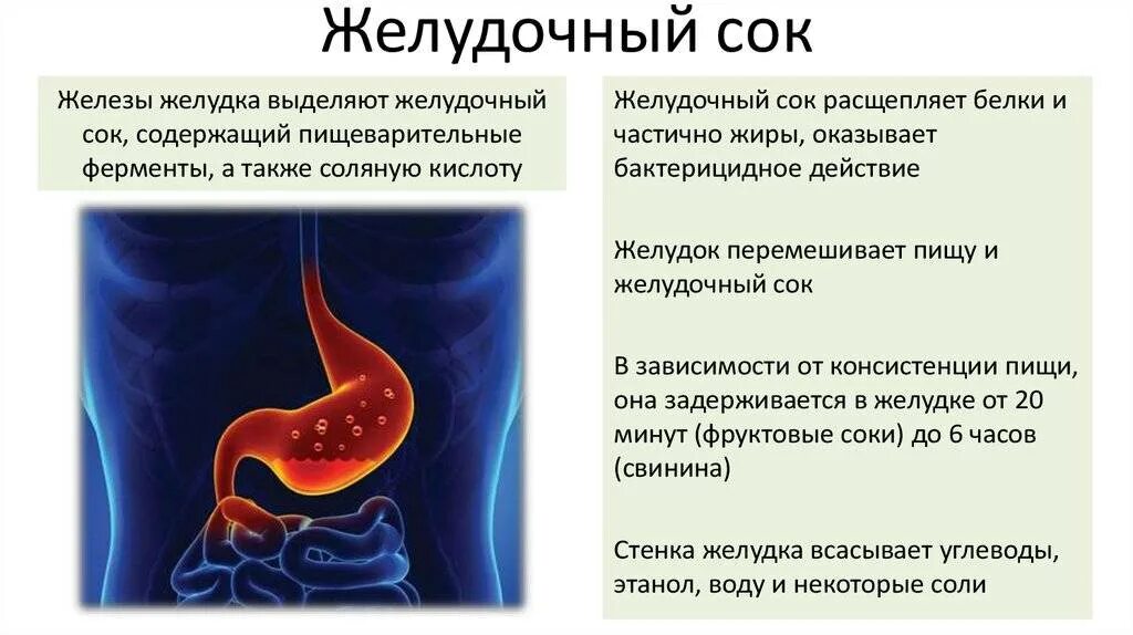 Почему выделяется желудок