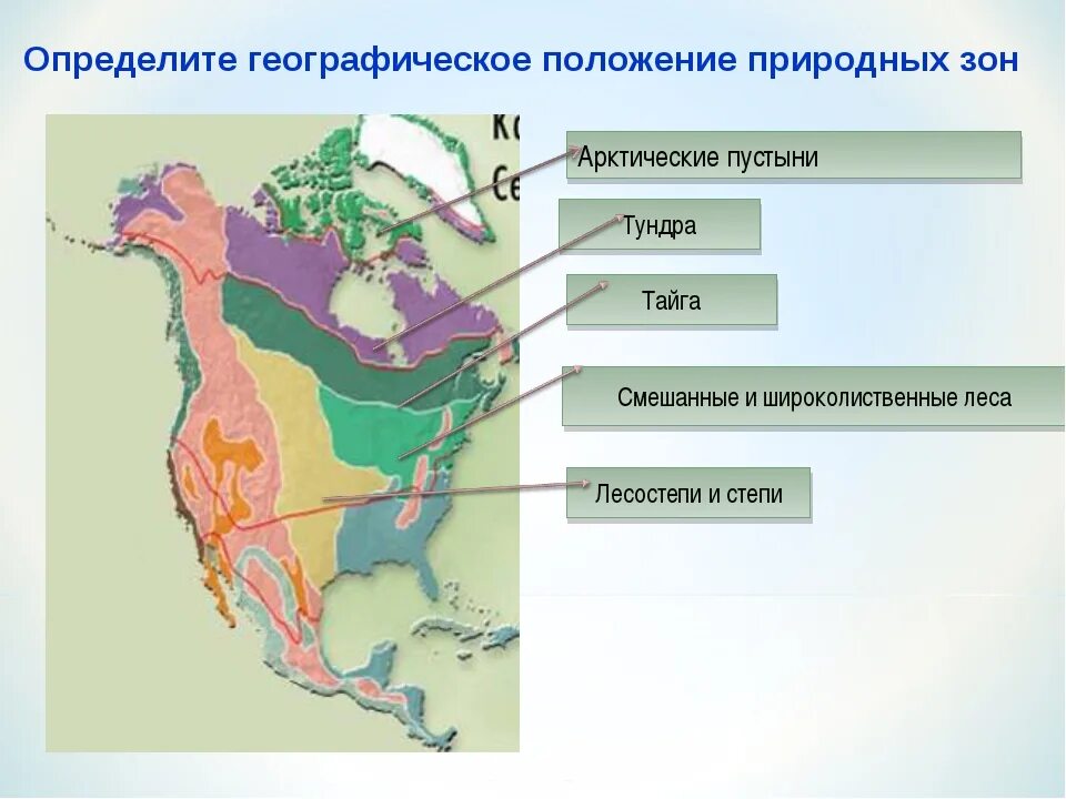 Обоснуйте расположение природных зон в северной америке. Карта природных зон Северной Америки 7 класс география. Природные зоны материка Северная Америка. Лесная зона Северная Америка климатический пояс. Климатические пояса и природные зоны Северной Америки.