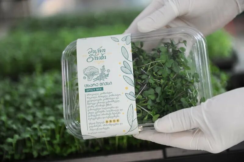 Микрозелень люцерна. Ферма микрозелень (microgreens).. Этикетка микрозелень брокколи. Микрозелень горох этикетка. Семена для домашнего выращивания купить