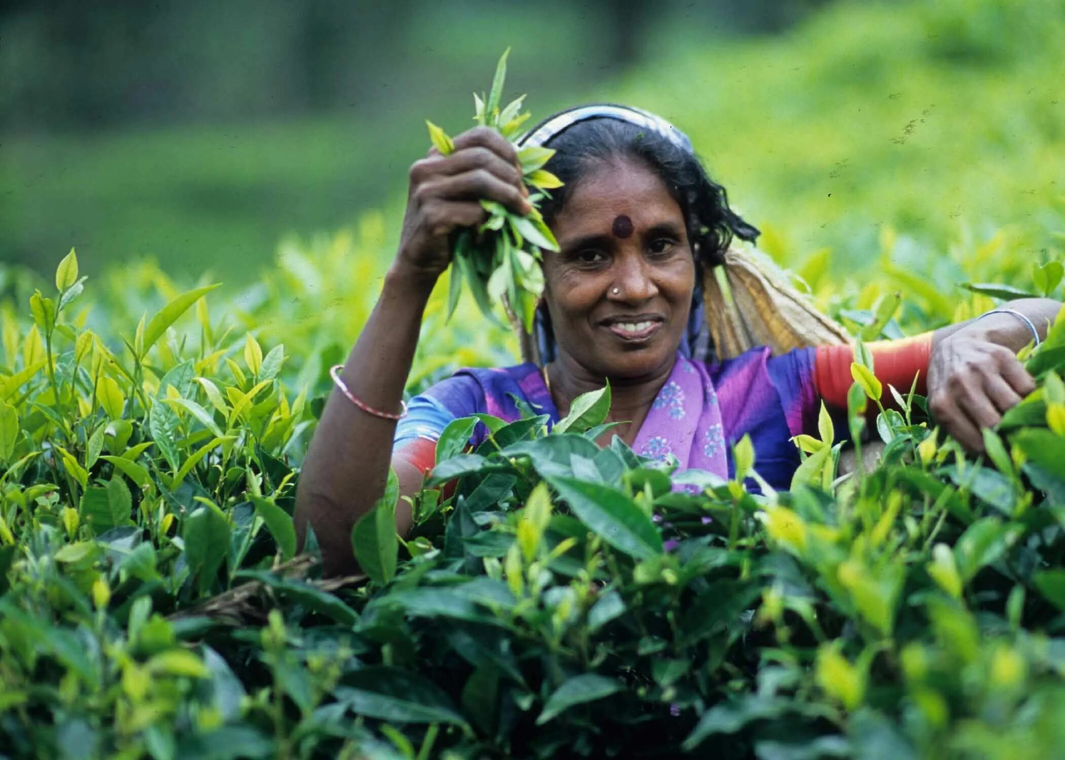 Шри Ланка Цейлон. Shri Lanka Ceylon Tea. Цейлонские плантации Шри Ланка.