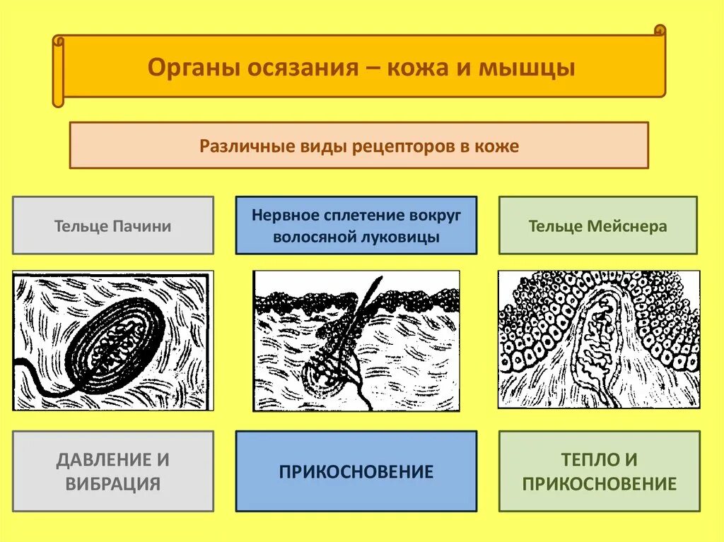 Орган осязания схема. Осязание рецепторы кожи. Виды рецепторов кожи 8 класс. Органы равновесия осязания обоняния вкуса. Какие рецепторы участвуют в осязании