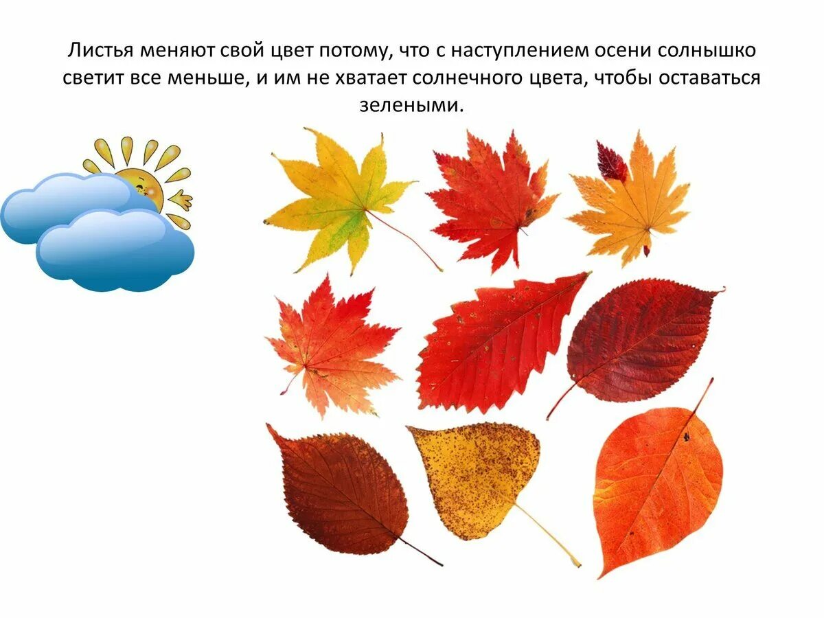 Мир листика