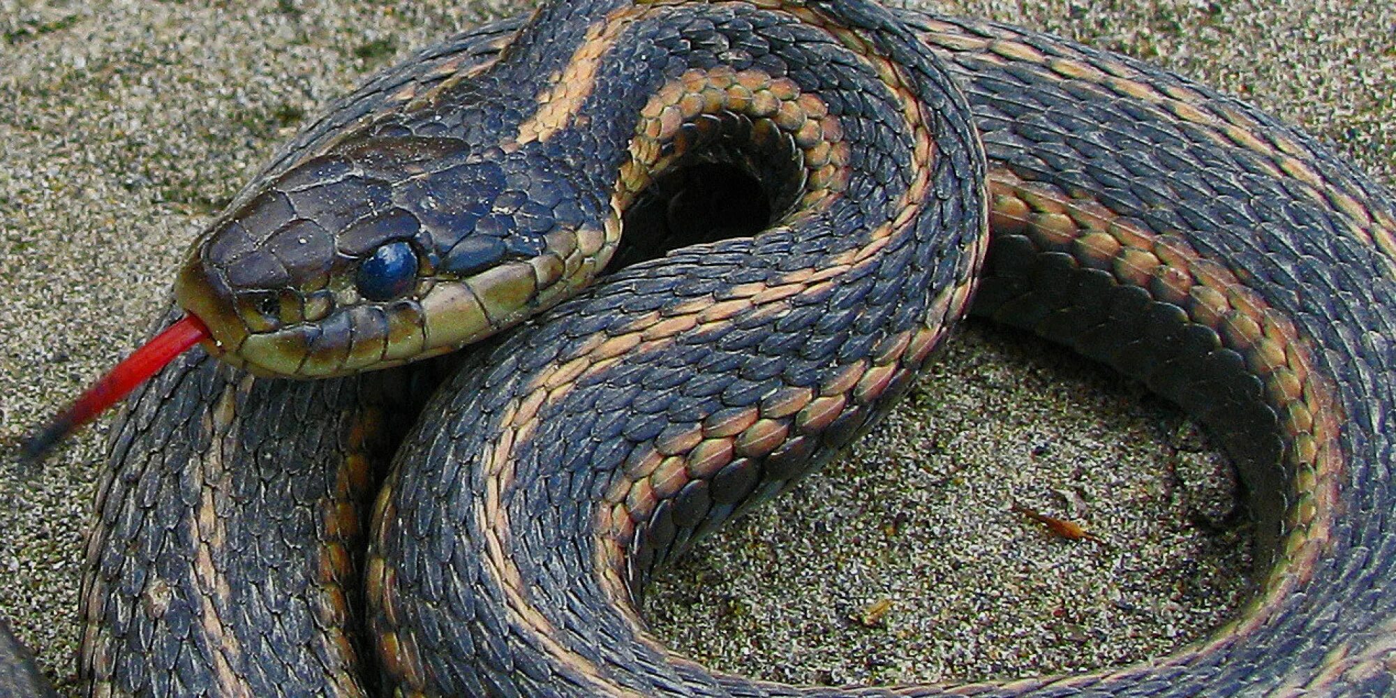 Thick snake. Остров Кеймада-Гранди Бразилия. Кеймада змеи. Остров змей Кеймада-Гранди. Островной ботропс Кеймада Гранди.