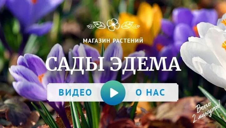 Сады эдема интернет магазин. Ботанический сад эдем эмблема. Сады эдема (36/1,2). Сады эдема интернет магазин каталог. Сады эдема интернет магазин.