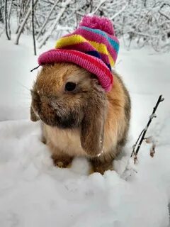 Snow bunny