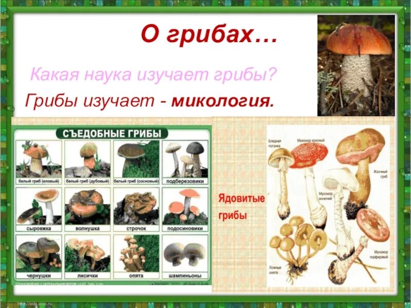 Наука про грибы. Микология грибы. Микология наука о грибах. Микология изучает грибы. Изучение грибов наука.