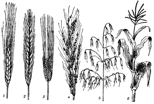 колос ячменя. злак 4 буквы. злак 4 буквы. дикие злаки кубани. злаковые мятликовые.