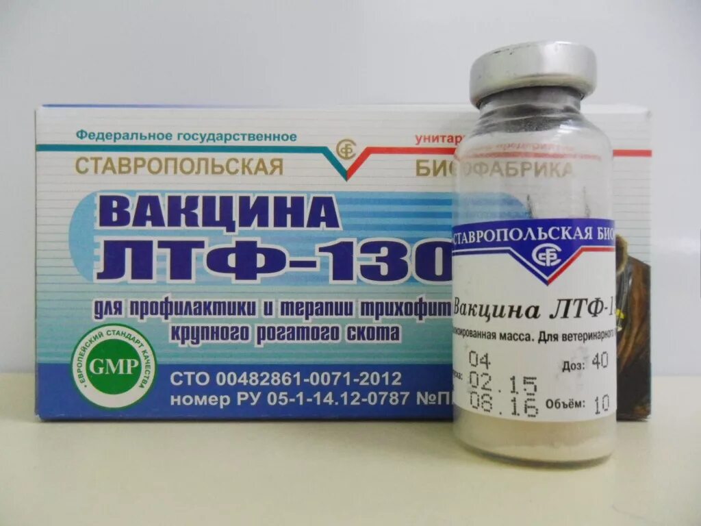 Вакцины для коров. Вакцина ЛТФ-130 (10 доз/фл). Вакцинация телят ЛТФ-130. Вакцина против трихофитоза крупного рогатого скота ЛТФ-130. Вакцина ЛТФ 130 ( 10 доз ).