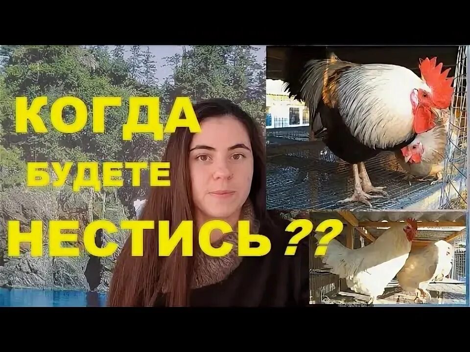 Курицы браун когда начинают нестись