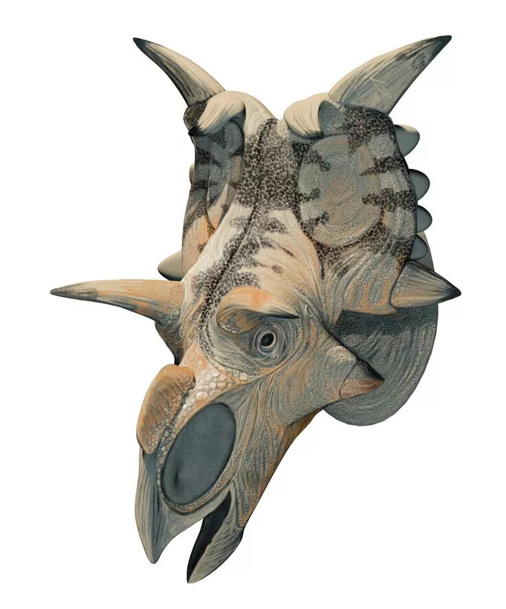 Цератопсы. Xenoceratops foremostensis. Диаблоцератопс цератопсиды. Ксеноцератопс динозавр. Дьяблоцератопс скелет.