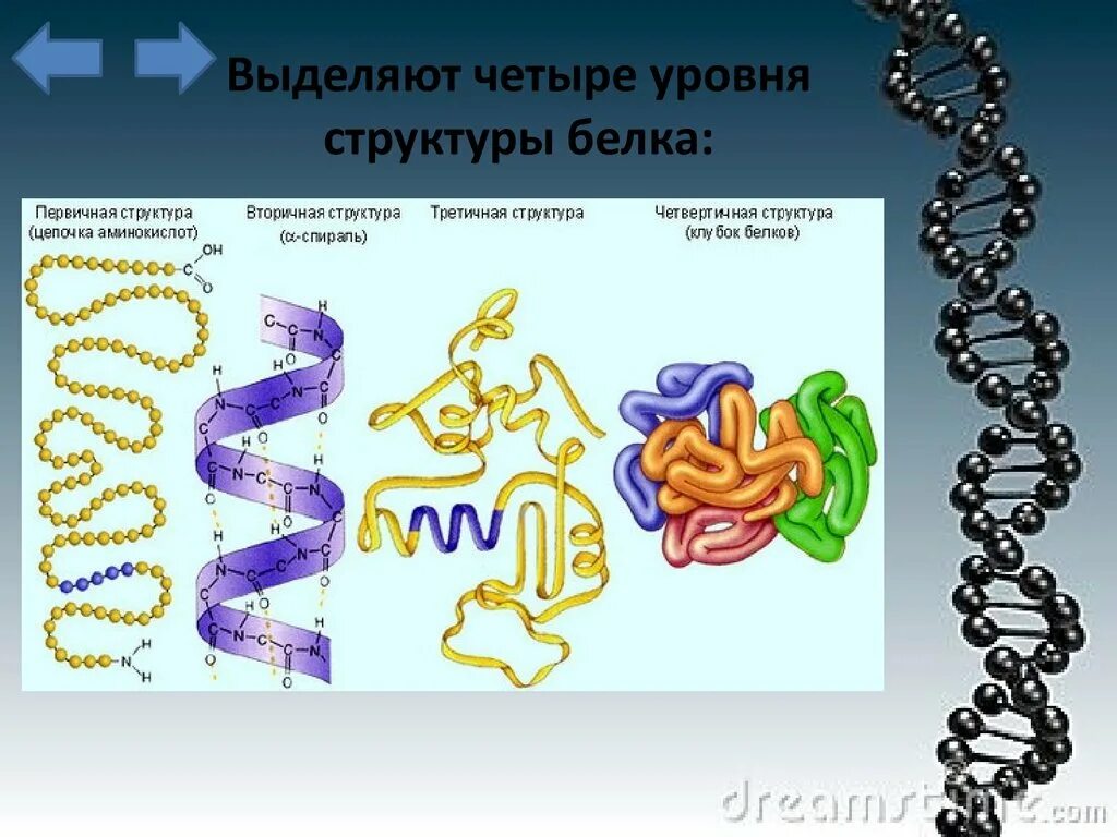 Структуры белка. Структура белков. Первичная структура белка. Структура белка биология. Первичная структура белка называют