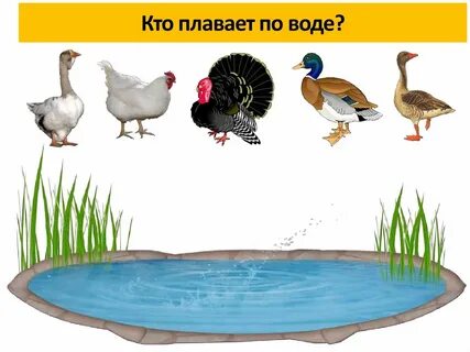 Игра домашние птицы