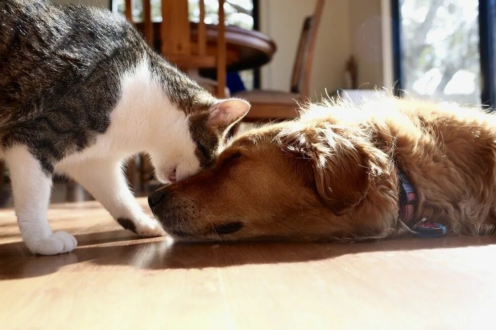 Dog and cat playing. Кошки и собаки. Собака и кошка вместе. Кошка и собака в доме. Кот и щенок.