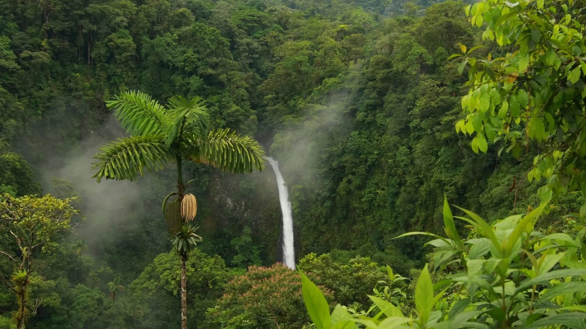 Коста Рика джунгли. Тропические леса Ацинананы. Национальный парк Тортугеро, Коста-Рика.