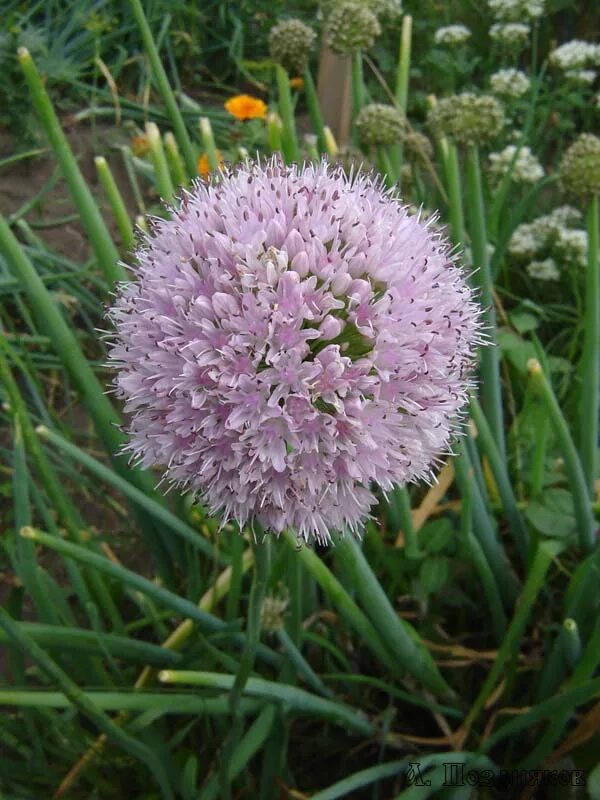 Лук-слизун. Лук поникающий слизун. Лук поникающий (слизун) (Allium Nutans). Лук слизун Мангыр. Лук ковид