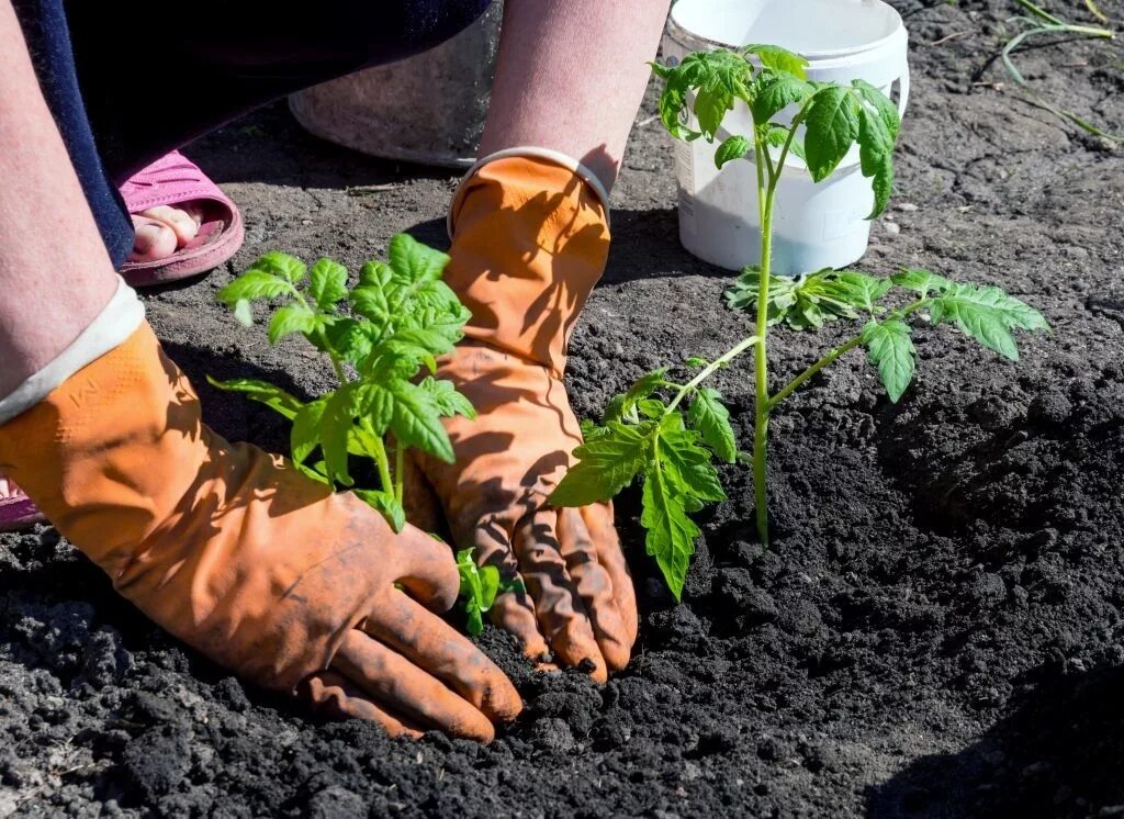 Посадка помидоров помидорной рассады. Как правильно пересадить помидоры. Высаживание томатов в грунт. Посадка помидоров помидорной рассады. Высаживание рассады томатов.