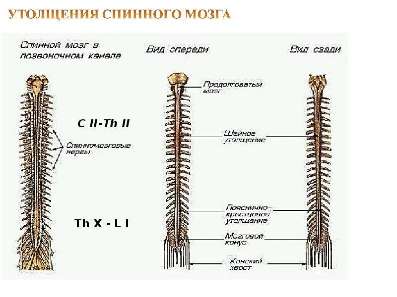 Шейное и поясничное утолщение спинного мозга. Шейное утолщение спинного мозга сегменты. Спинной мозг анатомия утолщения. Пояснично-крестцовое утолщение спинного мозга.