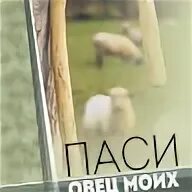 Там барашков пас текст