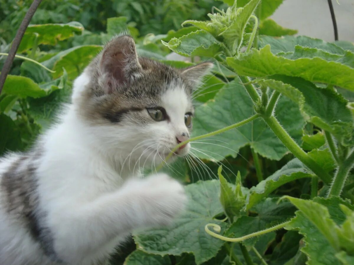 Кошки едят огурцы. Кот на грядке. Кот и огурец. Коты на огороде. Кот ест огурцы на грядке.