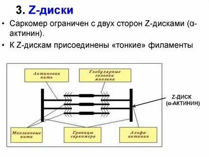 Саркомер