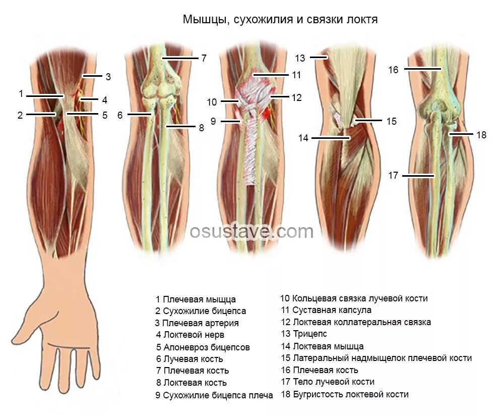 Связки локтя. Сухожилия разгибателей локтевого сустава. Мышцы и сухожилия локтевого сустава. Сухожилия локтевого сустава анатомия. Строение сухожилий и связок локтя.