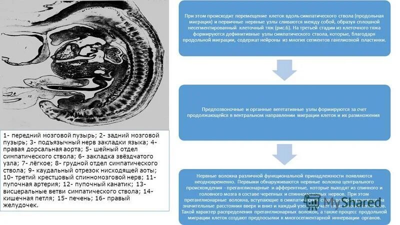 За счет чего происходит движение. Клеточные перемещения в онтогенезе. Перемещение клеток онтогенез. Узелки сливаются между собой.