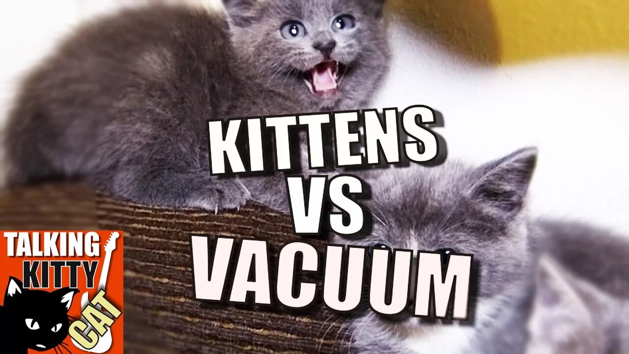 Talking baby cat история. Talking Kitty Cat. Котёнок vs котёнок. Kitten scared of Vacuum.