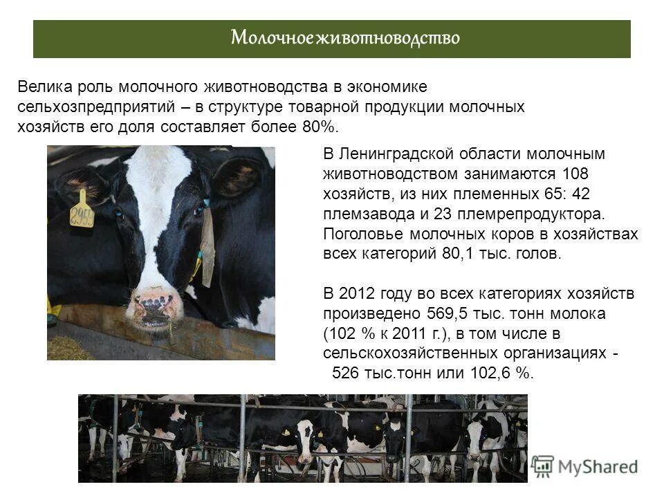 Животноводство презентация. Функции животноводства. Функции животноводства. Биотехнологические методы в животноводстве. Перспективы развития животноводства.