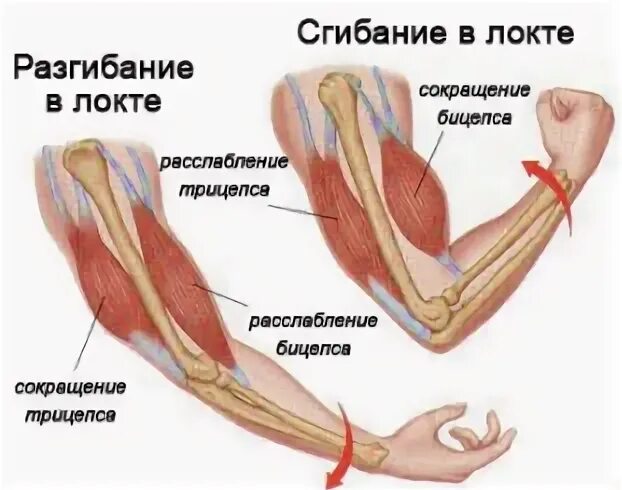 Управляемые мышцы
