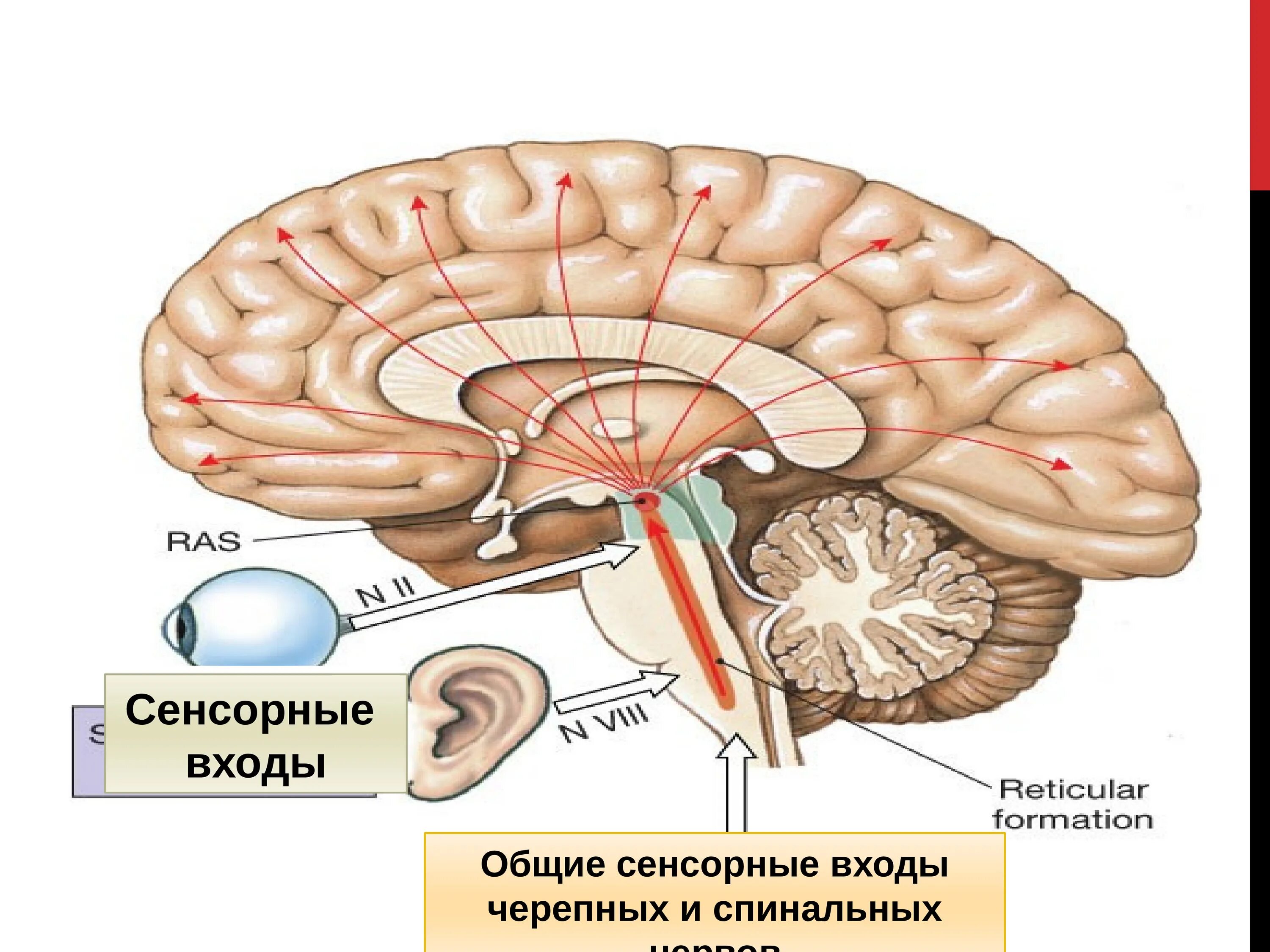 Ствол головного мозга. Ствол мозга и спинной мозг. Ретикулярная формация спинного мозга. Что составляет ствол головного мозга. Какие функции выполняет ствол мозга