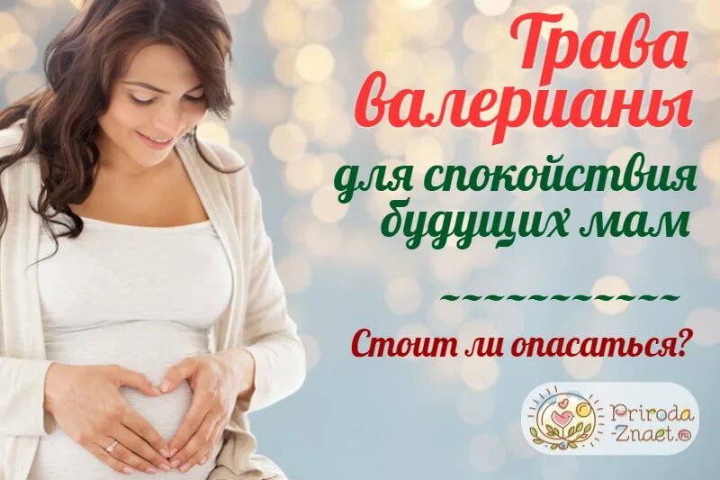 Можно пить валерьянку при беременности. Валерьянка при беременности. Валерьянка для беременных. Валерьянка для беременной женщины. Валерьянка для беременных 1 триместр беременности.