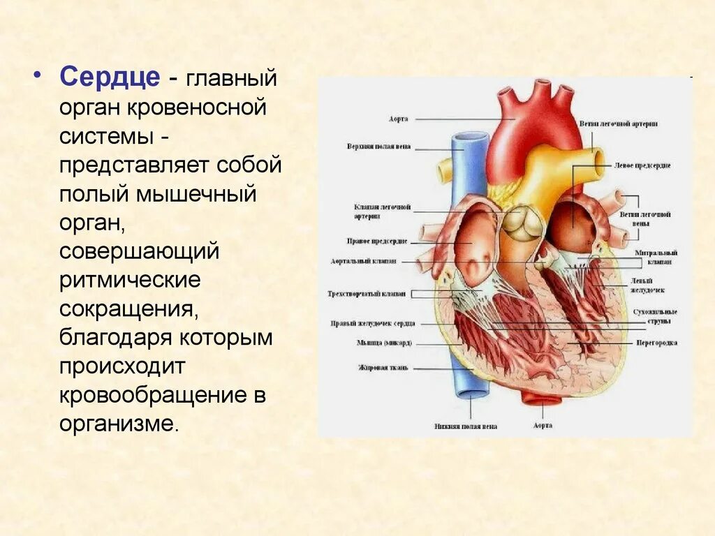 В какую систему органов входит сердце. Сердце сердечно сосудистая система анатомия. Сердечная кровеносная система. Строение сердца человека. Система органов человека сердце.